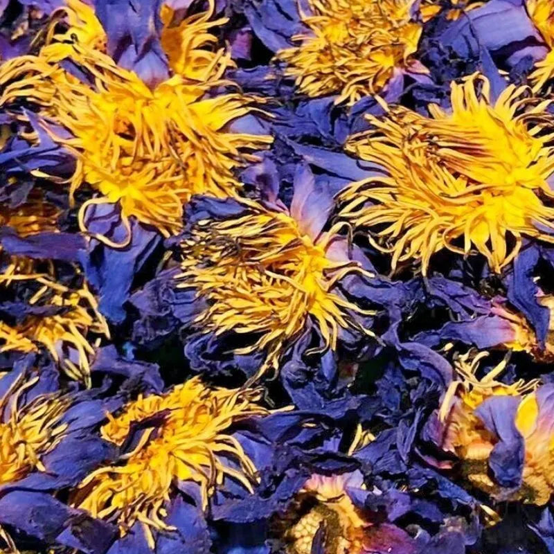 Blue Lotus Flower | Relaxation & Dreamwork | CHIOMA Co. Natural Wellness & Beauty Apothecary CHIOMA Blue Lotus Flower | Relaxation & Dreamwork | CHIOMA Co. Natural Wellness & Beauty Apothecary CHIOMA