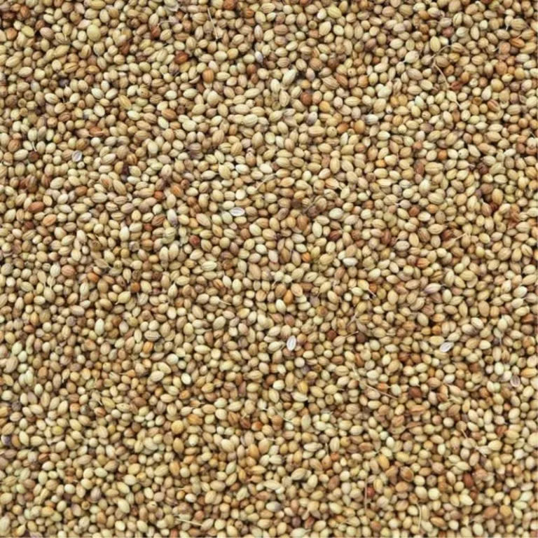 Coriander Seed