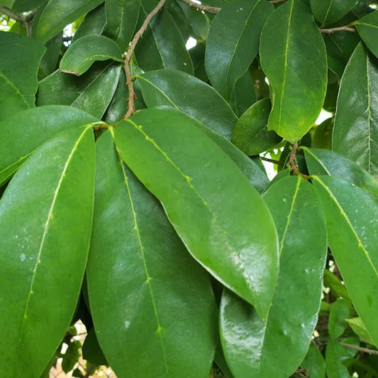 Soursop Leaves, Whole w/ Stem