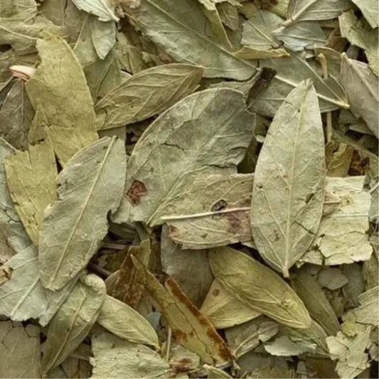 Senna Leaf (7 Tea Bags)