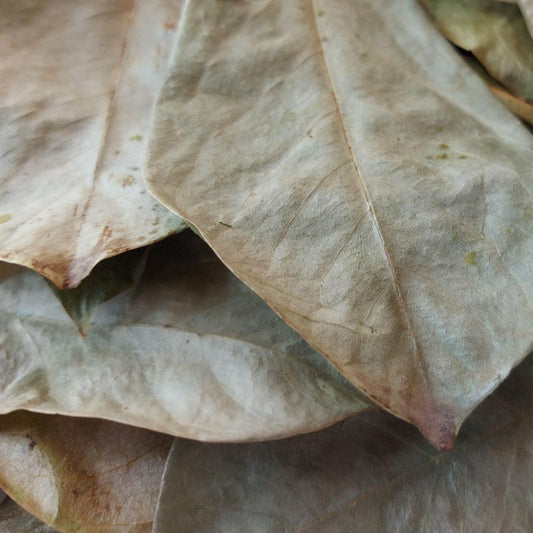 Soursop Leaves, Whole